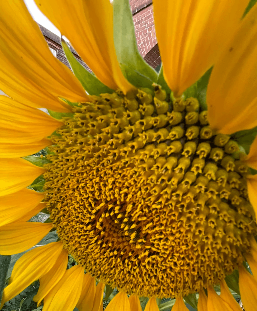 Nahaufnahme einer leuchtend gelben Sonnenblume in voller Blüte mit detailliertem Samenmuster in der Mitte; im Hintergrund sind grüne Blätter und ein Teil eines Gebäudes zu sehen.
