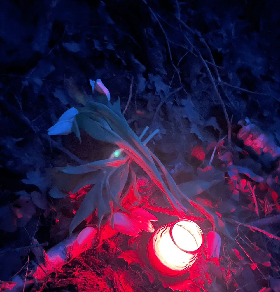 Weiße Tulpen liegen neben einem brennenden roten Grablicht auf dunklem Waldboden bei Nacht; das Licht taucht die Umgebung in rötlich-bläuliche Farbtöne.